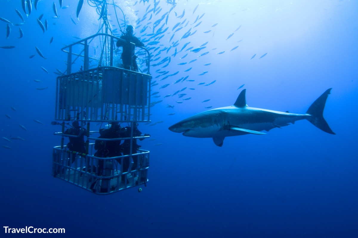Viewing shark in cage off African waters.
