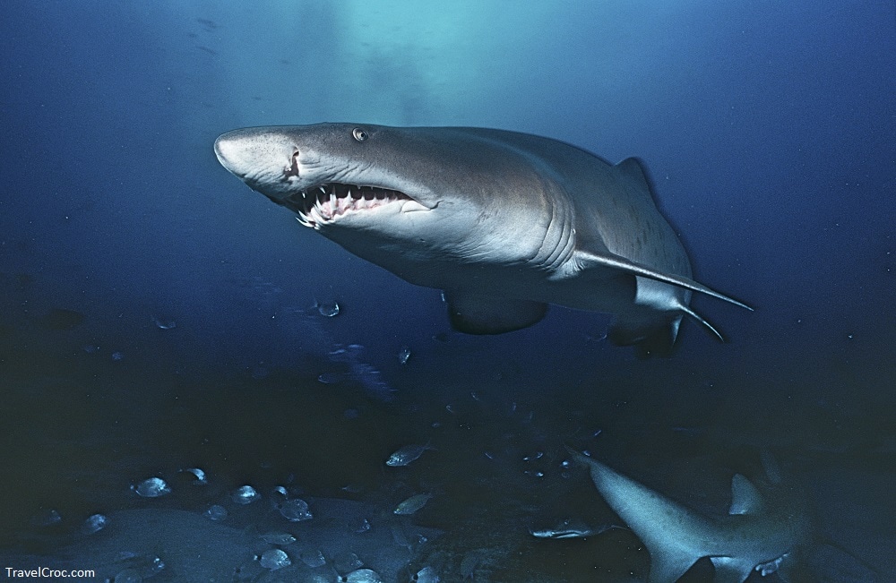 Sand tiger shark (carcharias taurus) 