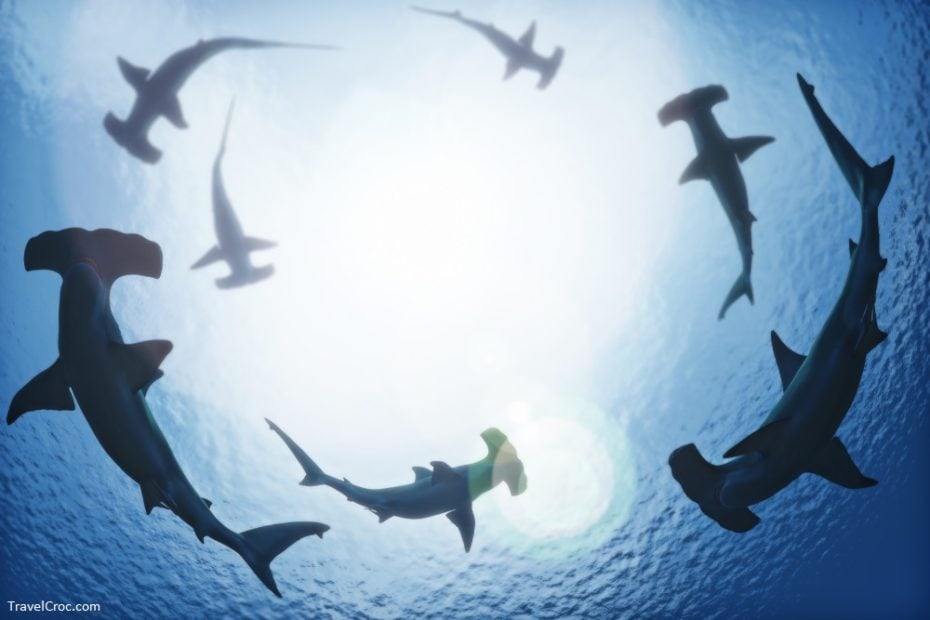 School of hammerhead sharks circling from above the ocean depths - Sharks in the Mediterranean Sea