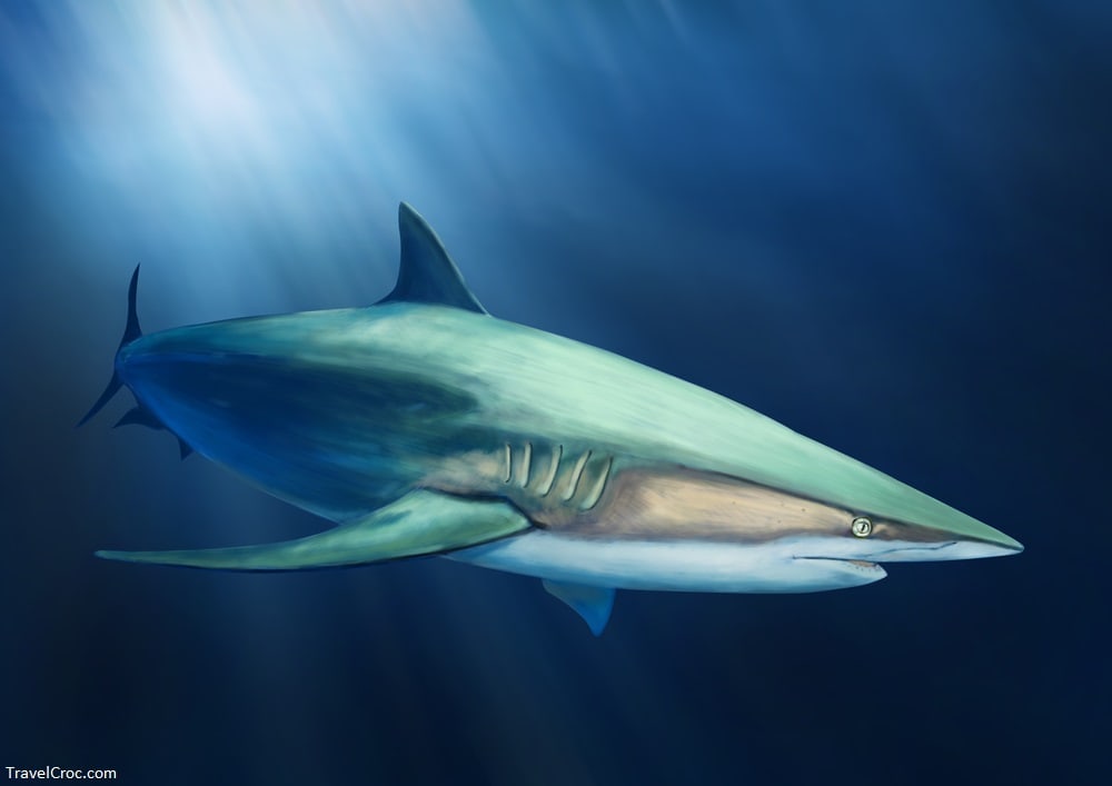 Silky Shark painted on Blue Background - shark attacks in Puerto Rico