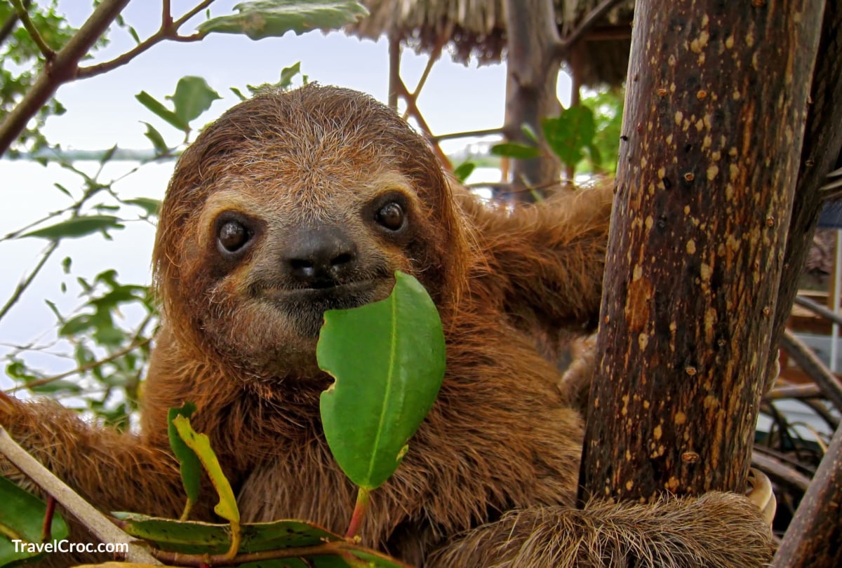 Sloth Sanctuary in Gamboa