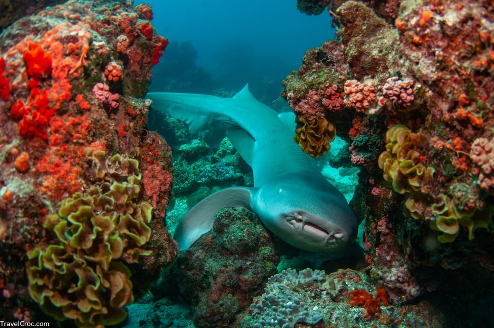 Tawny nurse shark lying on coral reef in clear water - Sharks in Puerto Rico