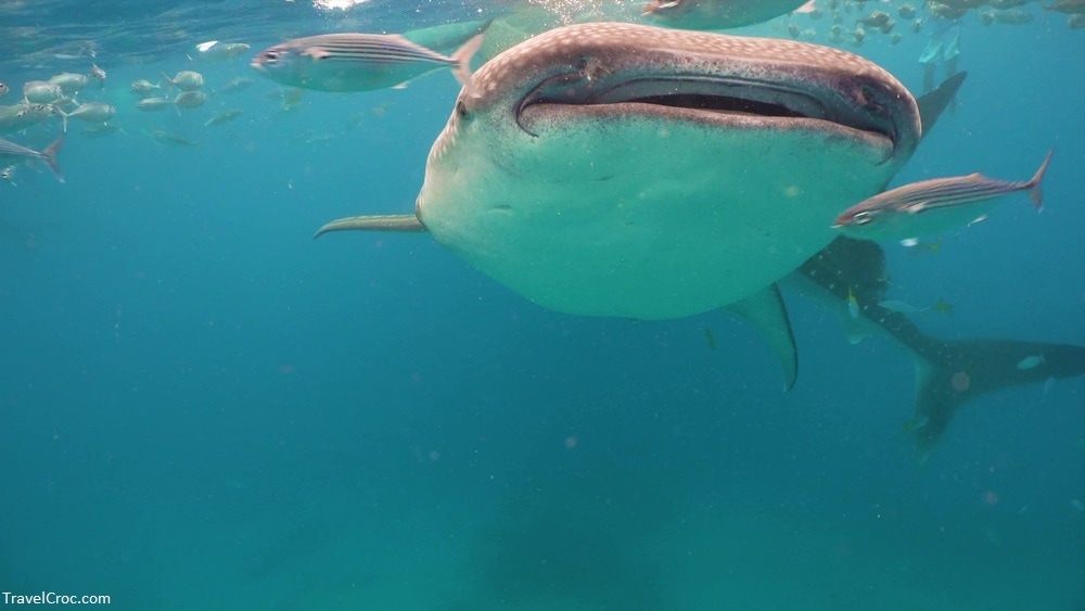 The whale shark is the largest fish in the ocean, a huge gentle giant-a filter of plankton