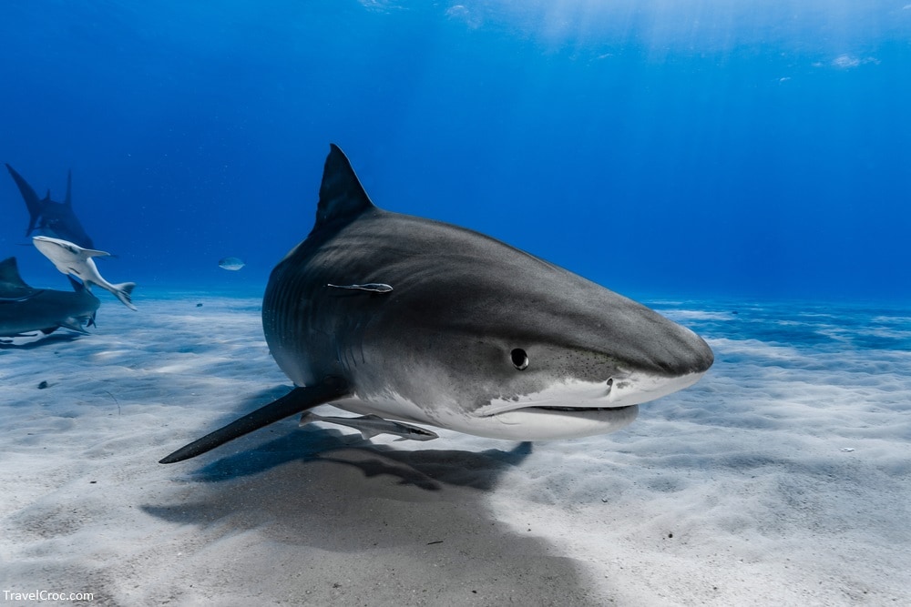 Tiger Shark (Galeocerdo cuvier) - Are There White Shark Attacks In The Mediterranean Sea?