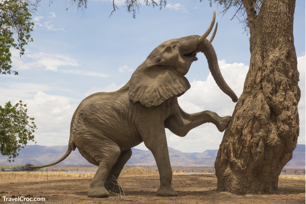 Tree-climbing African Elephant in Mana Pools, Zimbabwe Safari Adventures