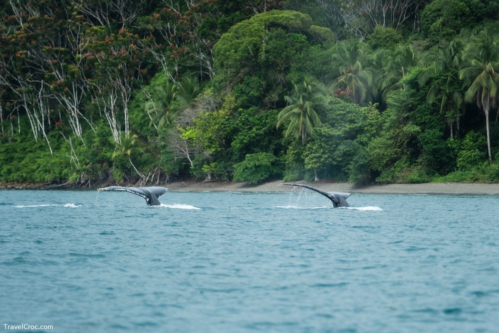 Two whale tails protrude from the water just after diving in the Colombian Pacific - Latin American Islands