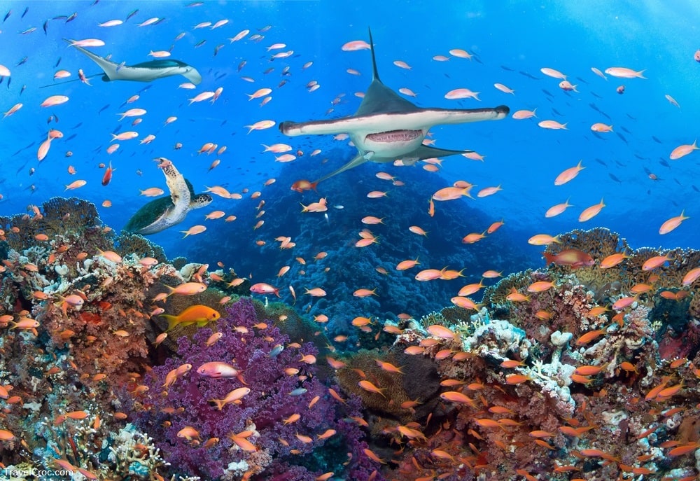 Underwater image of coral reef with Hammerhead shark, turtle and stingray - shark attacks in Puerto Rico 