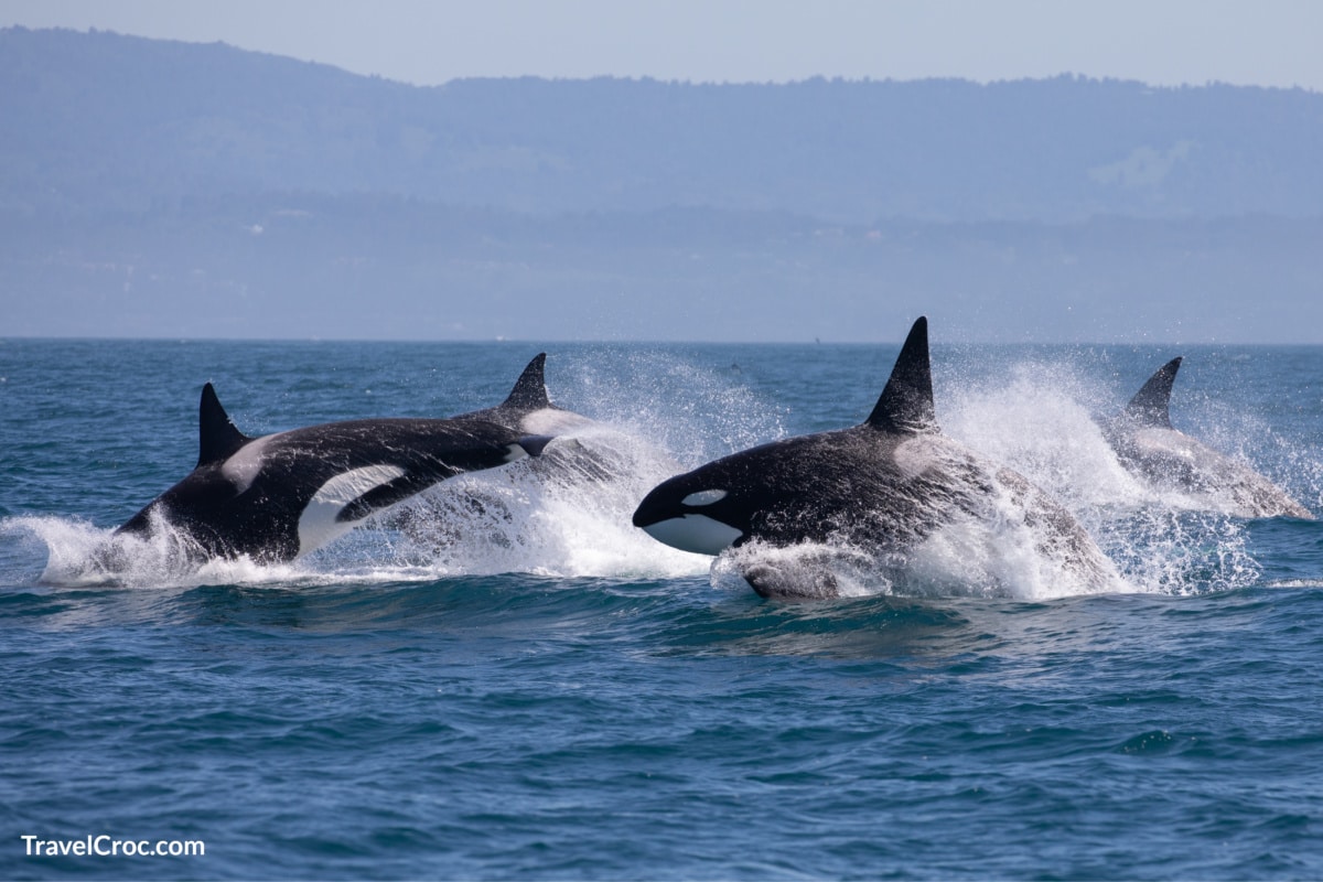 Whale watching on orca Island - Amazing things to do on Orca Island
