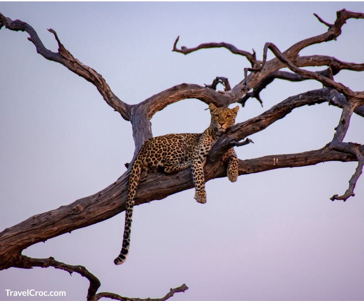 Young leopard in Chobe National Park, Botswana.