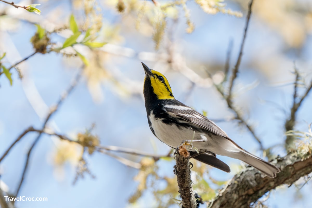 bird watching along the Friedrich Wilderness Park trail
