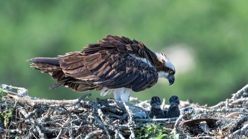 A female Osprey feeding her nestlings.