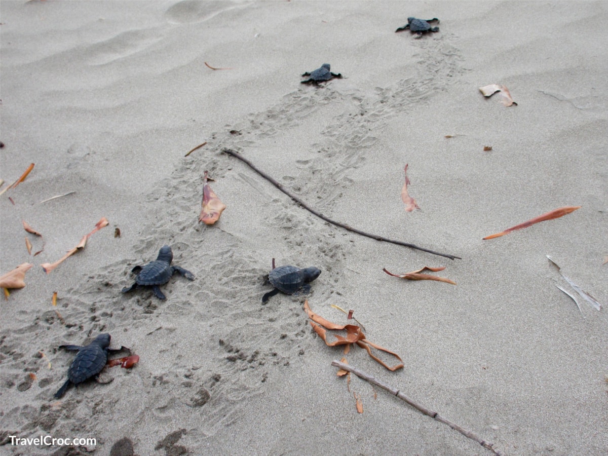 Baby turtles head to the water in El Salvador