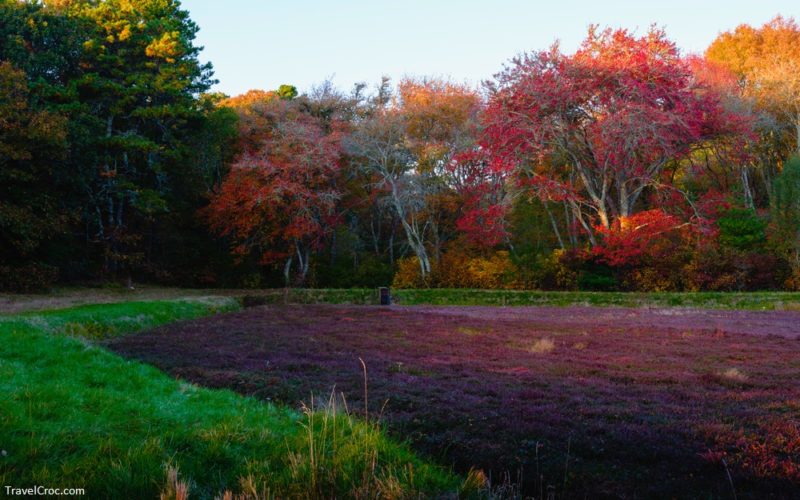 Colorful cranberry bog autumn landscape on Cape Cod in Massachusetts