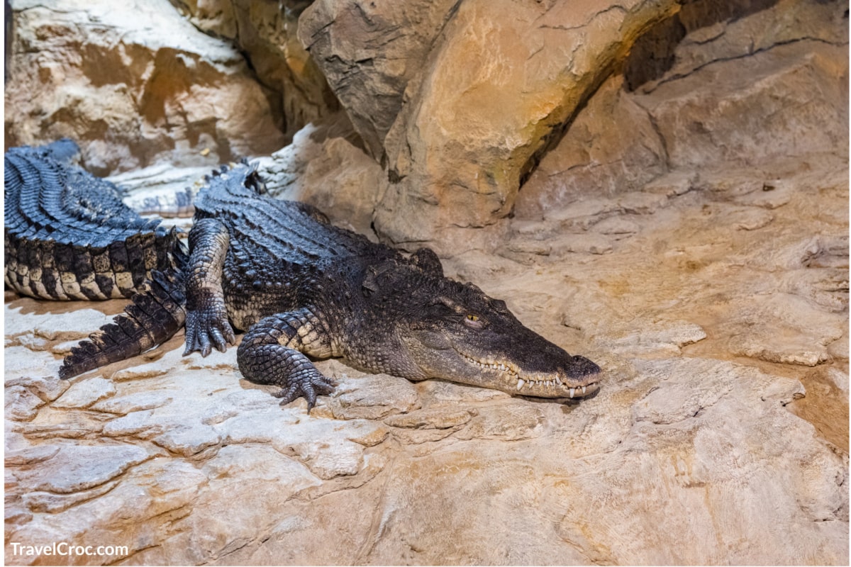 Crocodiles (alligators) on the rocks near the reservoir.
