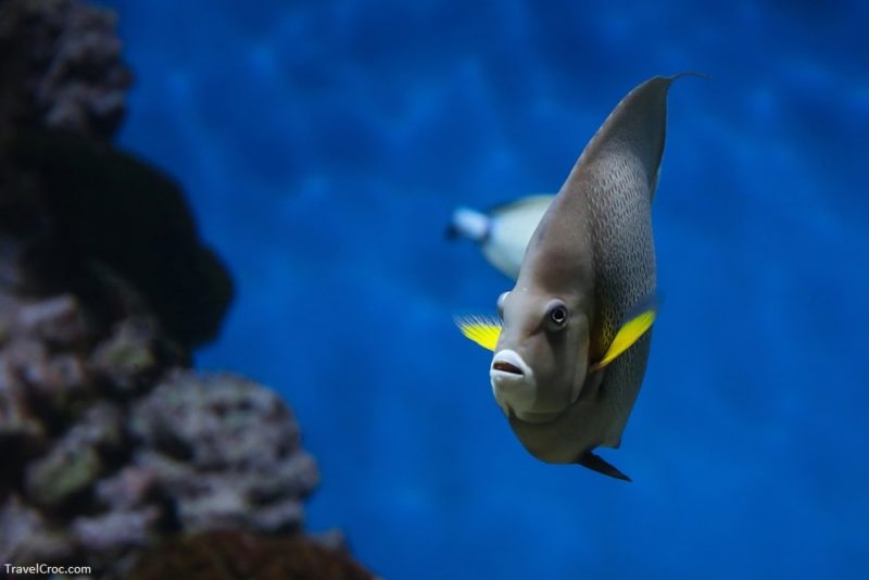 Playa Del Carmen Snorkeling - Coco Beach - French angelfish (Pomacanthus paru)