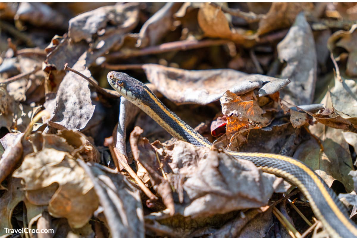 Garter snake in the forest in Tahoe National Forest