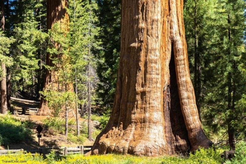 Giant Sequoia in Sequoia National Park in California, USA