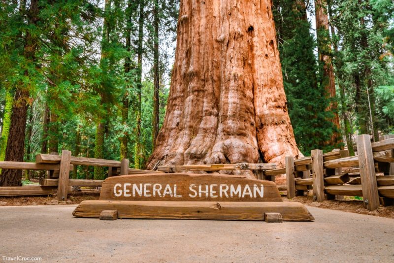 Huge sequoia General Sherman in Sequoia Park in the USA