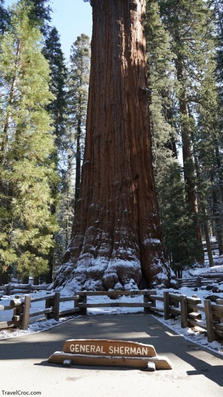 Huge trees in the Giant Forest of Sequoia and Kings Canyon National Park in California, USA.