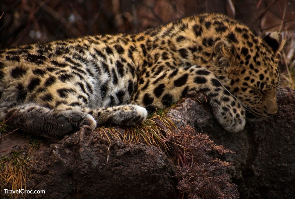 Jaguar resting at Hogle Zoo