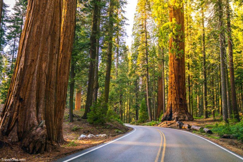 Road in Sequoia National Park,Sequoia NP,California,USA. - Best time to visit Sequoia National Park to Avoid the Crowds