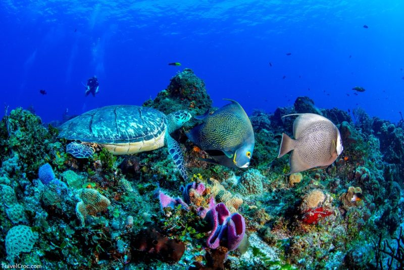 Turtle with angelfishes in Cozumel, Mexico