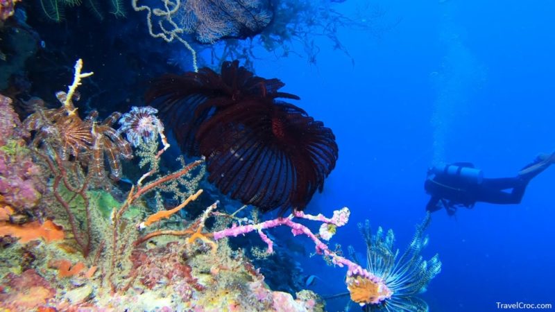 Antigua in May - Underwater photography of coral reefs. Clear blue water, beautiful corals.