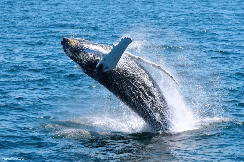 Whales Swimming and jumping in Cape Cod Ma - Best Time to go to Cape Cod for Whale Watching