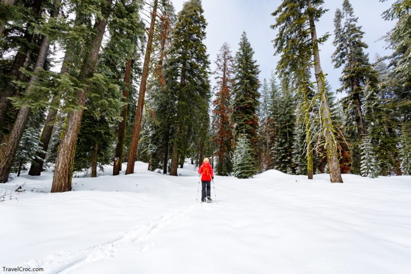 Woman blazes first new trail through Sequoia forest in the morning on snowshoes. Best Time to Visit Sequoia National Park for Snowshoeing