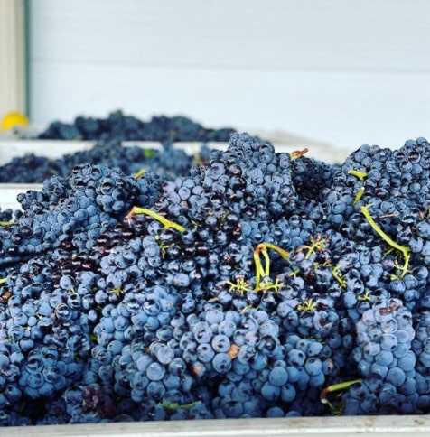 Coyote Canyon Winery - Red grape harvest produce for the season - Wineries in WA