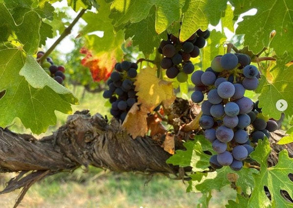Kestrel Vintners - Red Wine Grape - Grape Tree