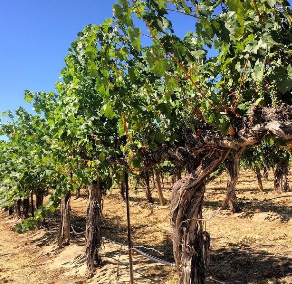 McKinley Springs Winery - Grape plantation
