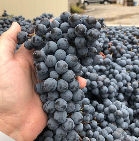 Red grapes - Pontin Del Roza Winery - Prosser WA Wines