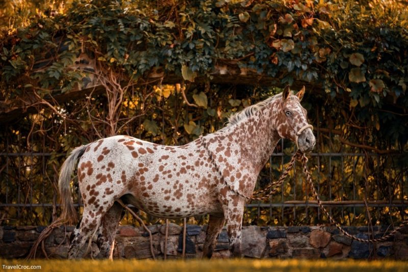 Free things to do in Moscow, Idaho - Apploosa in the autumn colours