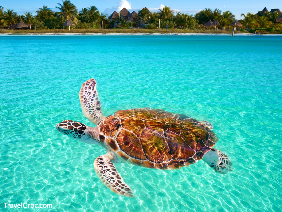 Beautiful waters in Cancun with tortoise swimming.