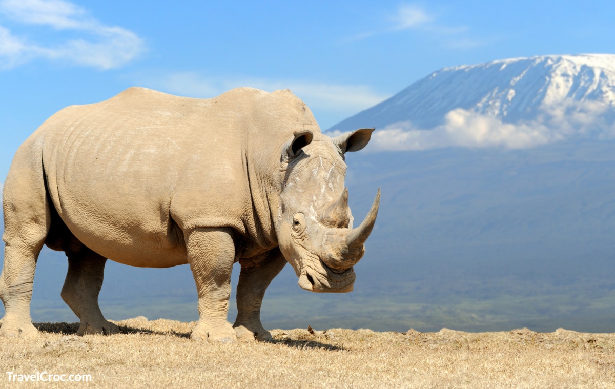 African white rhino on Kilimanjaro mount background