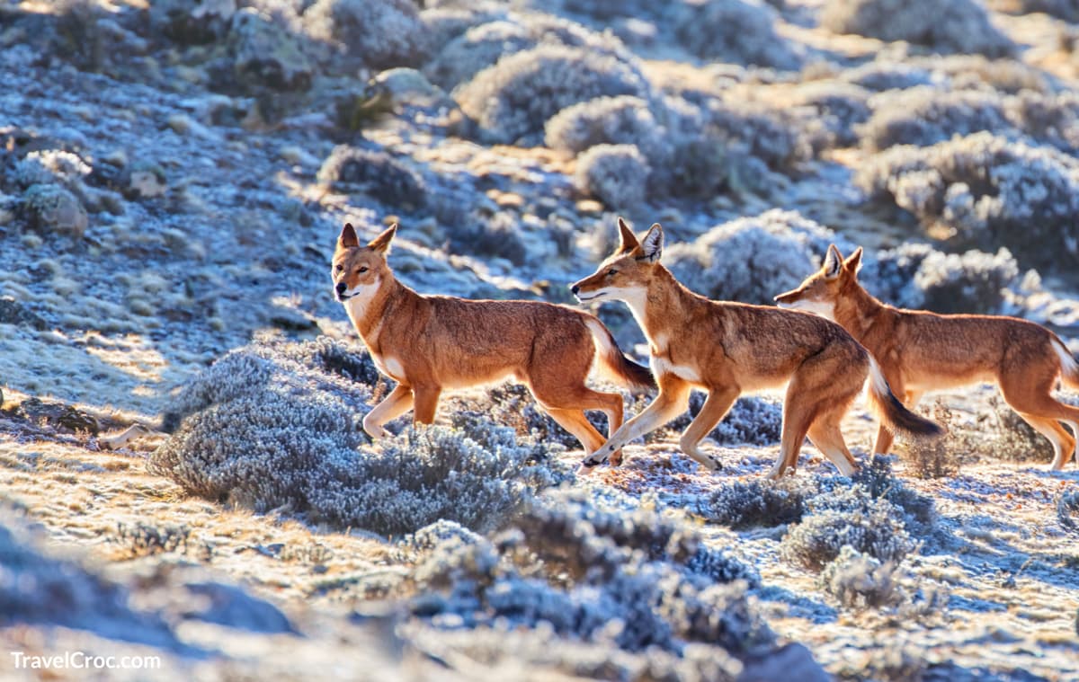 Endangered ethiopian wolves in Ethiopia walking on snow covered ground.
