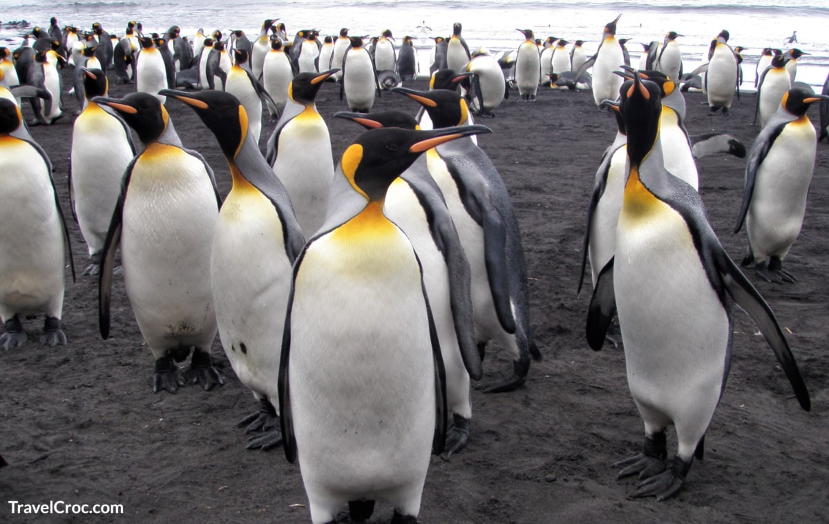 Penguins on Prince Edward Island