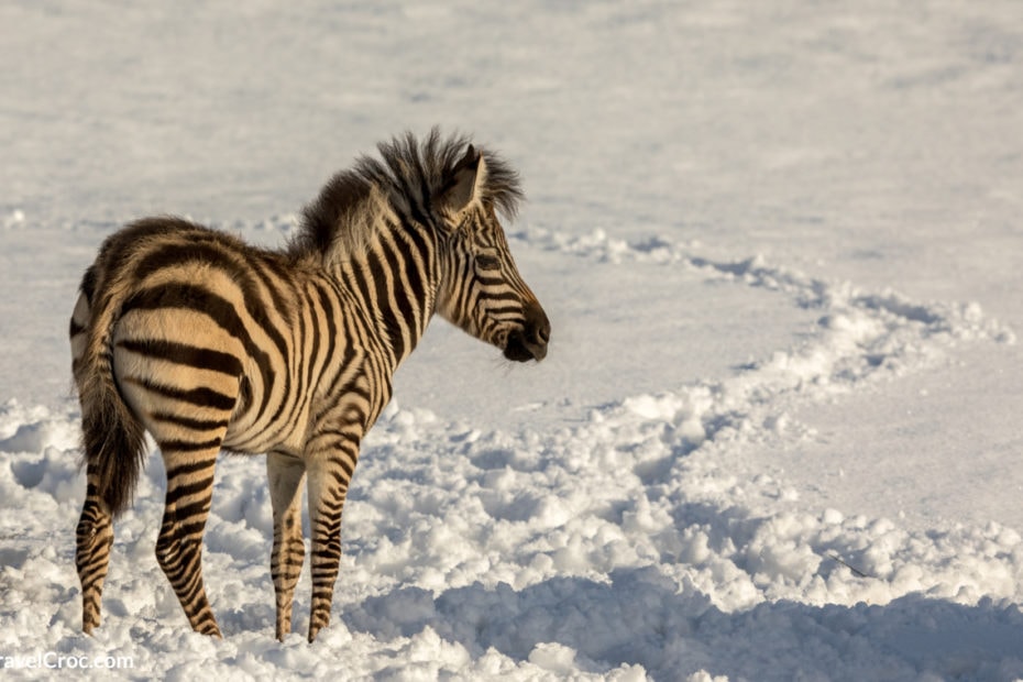 Snow in Africa with Zebra