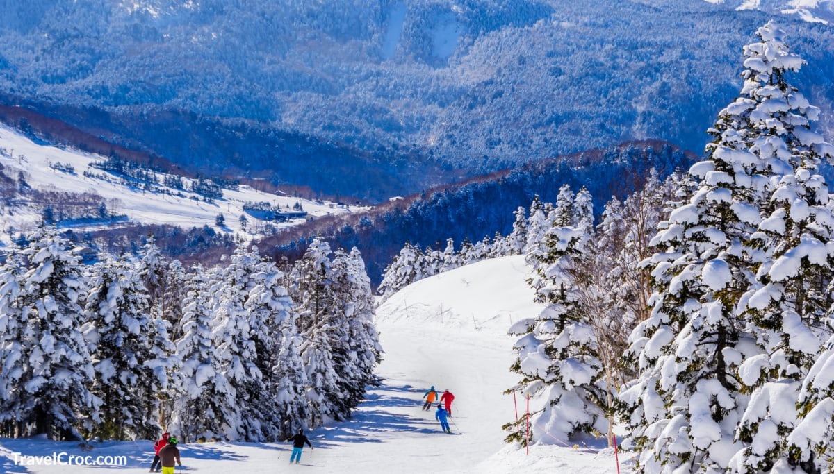 Panorama of ski resort, slope, skiers among white snow pine trees, sunny day, Shiga Kogen,