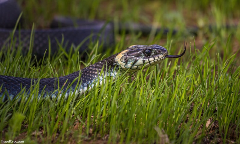 A non-venomous snake crawls in low green grass , sticking out its forked tongue. Snakes in Spain