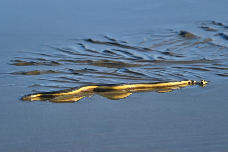 Are there sea snakes in Hawaii? A venemous yellow bellied sea snake washed up on the beach leaves tracks in the wet sand as it tries to slither back to the ocean.