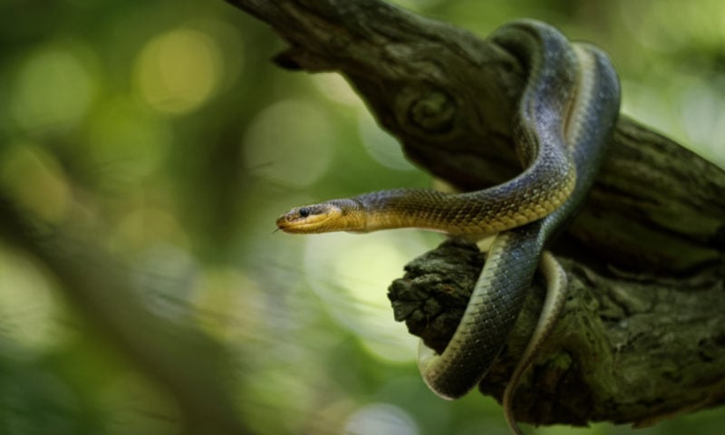 venomous snakes in spain