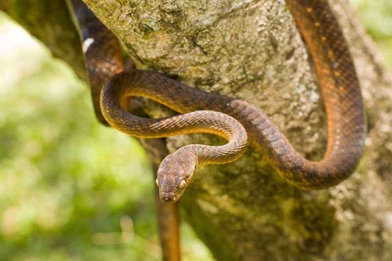 Brown Tree Snake | Are there poisonous snakes in Hawaii