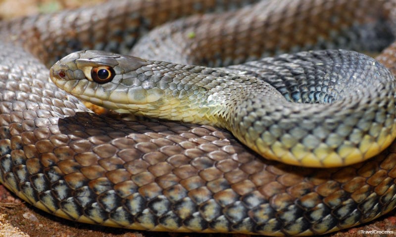 Close up macro shot of a beautifully Montpellier snake, the most common snake in Spain.