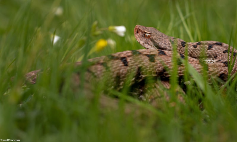 Female asp viper (Vipera aspis francisciredi) in defensive position. It watches the potential danger while laying down.