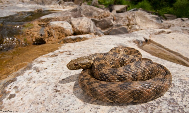 Natrix maura (viperine snake) in its habitat