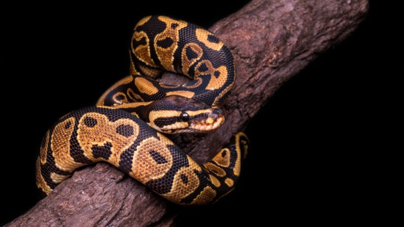 Python regius/ Royal python - Are there poisonous snakes in Hawaii? 