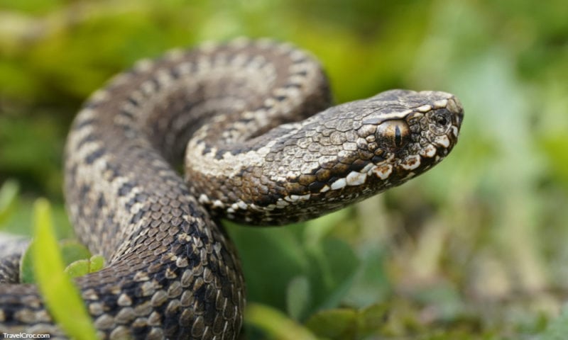 Snakes in Spain - Seoane Viper (Vipera seoanei) defensive position
