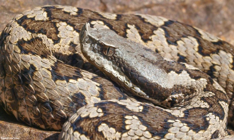 The snup nosed adder (Vipera latastei) on the rocky surface under the sun